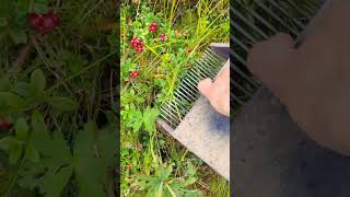 Lingonberry picking tools #harvesting #sweden #cranberry #lingonberry #blueberry