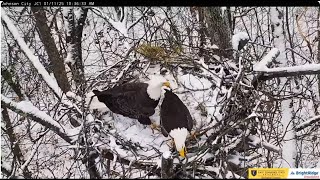 The stranger, Boone and Jolene return and continue building the nest ETSU Eagle Cameras Johnson City