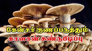 கேன்சர் குணப்படுத்தும்  காளான் கண்டுபிடிப்பு  | Mushroom cures cancer |