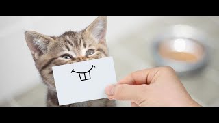 Cat Sound Effect No Copyright Issue