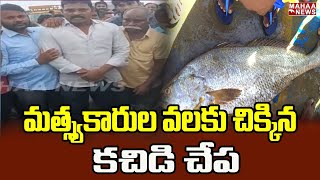 మత్స్యకారుల వలకు చిక్కిన కచిడి చేప | Kakinada | Mahaa News