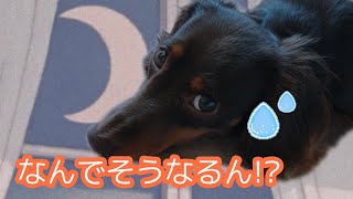 【元繁殖犬 カニンヘンダックス】犬も悩むの？一発で解決しました💪つもり··