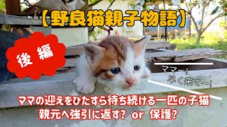 野良猫親子物語　-一匹の子猫を保護するまでの記録-　【後編】