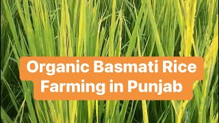 Organic Basmati Rice Farming in Punjab @OrganicKhetiFarm #viral #viralvideo #trend #organic #desi