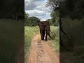 Tanzania Safaris | A giant elephant approaching from the front! #shorts #tarangire #elephant