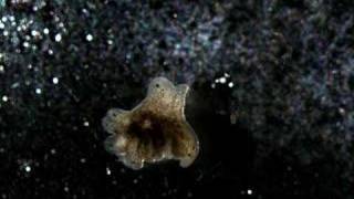 Planaria 8 heads regeneration