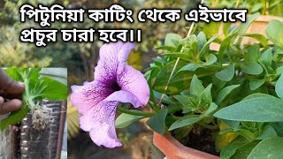 পিটুনিয়া কাটিং থেকে এইভাবে প্রচুর চারা তৈরি করুন| Growing Petunia Cutting  gardening tips and tricks