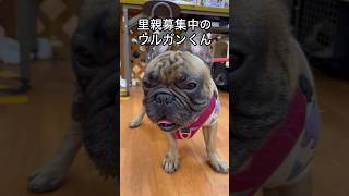 保護犬パーク長居店さんで、里親募集中のウルガンくんPart1#保護犬#フレンチブルドッグ