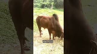 വില്വാദ്രി പശുവിനം - Vilwadriii Cow Breed | Mob: 9061030158 | ഇവയെ കൂടുതൽ അറിയാൻ വിളിക്കുക..