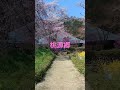 東京の奥座敷 あきる野市 お寺 お花見 絶景 ぱっと cherryblossom ショート パワースポット