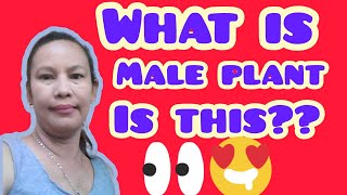 What is male  Artemisia abrotanum (@riostylevlog)