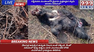 మైలారంలో వేటగాళ్ల ఉచ్చుకు బలైన ఎలుగుబంటి