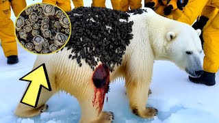 Polar Bear  Harrowing Struggle with Millions of Barnacles Ends in Dramatic Rescue | animal angles