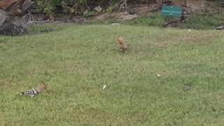 Hoopoe and Indian Myna at Burj Al Arab Garden in Dubai 24.08.2018