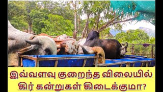 Cheapest Price Gir calf in Tamilnadu For 1 Week Only