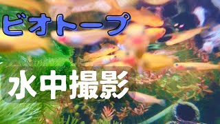 ビオトープ★色とりどりのメダカを水中撮影してみました！