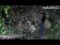 American mink (Neogale vison) attempting to enter a Kingfisher (Alcedo atthias) nest but falls, UK.