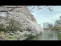 2022年3月30日　大阪城公園　桜の様子です