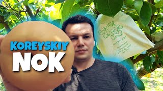 GIGANT NOK | JANUBIY KOREYADA NOK YETISHTIRISH HAQIDA