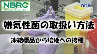 【NBRC】嫌気性菌の取扱い方法～凍結標品から培地への接種～