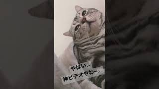 【彼氏みたいな猫🐱】#shorts