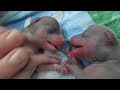 rescue puppies neonatal resuscitation . Спасение реанимация щенков