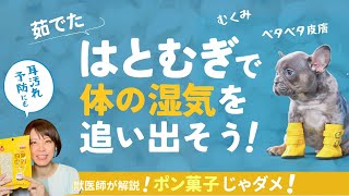 【獣医師が解説】梅雨・夏の湿気対策！「茹ではとむぎ」をごはんに取り入れてみませんか