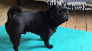 Dog Review - Louis - Black Pug