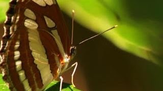 This Forest is Filled with Wild Butterflies