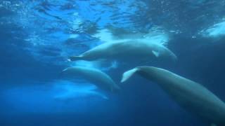 MARINELAND: HIGH RESOLUTION (720p)