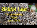 DIY - Ribuan Lalat Terperangkap dalam Perangkap Lalat Model Baru