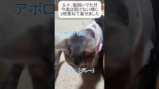 #cat ルナ♀ 術後服脱げた