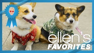 Ellen's Favorite Moments at Corgi Beach Day