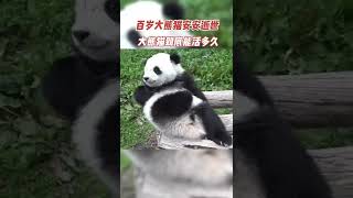 大熊猫究竟能活到多少岁？| 熊猫南小月