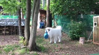 アランはジョウロが欲しい greatpyrenees グレートピレニーズ