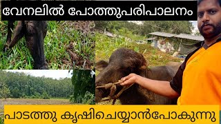 How to take care of buffaloes in summer |വേനലിൽ പോത്ത് പരിപാലനം |varietytipskl38thodupuzhakaran