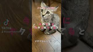 ナツミちゃん日記　ナツミちゃんを知って #猫のいる暮らし #猫好きさんと繋がりたい#保護猫 #cutecat#funnycat