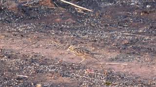 Malabar Lark (Galerida malabarica)