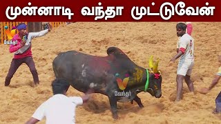 முன்னாடி வந்தா முட்டுவேன் | Jallikattu 2023