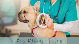 Everything You Need To Know About Dog Microchips