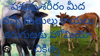 పశువుల శరీరం మీద వచ్చే కంతులు,కాయలు కరుగుటకు హోమియో చికిత్స pashuvula shareeram meda vache kantulaku