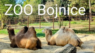 ZOO Bojnice (4K video) prechádzka celou Zoo Záhradou s výhľadmi na Bojnický Zámok