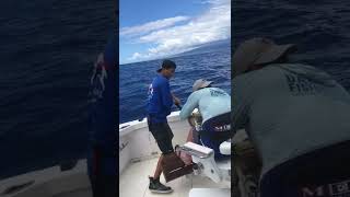 Hawaii Blue Marlin Diving Deep