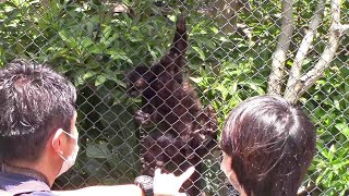 立ち話する飼育員が気になって仕方がないクロキツネザル（上野動物園） Black Lemur \u0026 Zookeeper