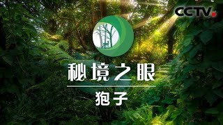 《秘境之眼》狍子 20200412 | CCTV