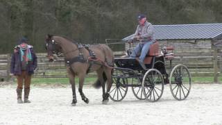 Entrainement et cours d'attelage à Gesves