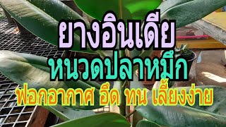 2ต้นไม้ฟอกอากาศ ยางอินเดีย-หนวดปลาหมึก/นานาพันธุ์ไม้ by นิตยา