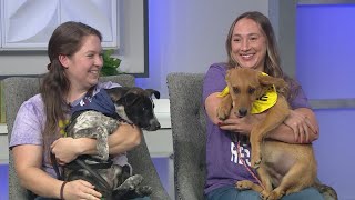 Pups Marrero and Toga looking for their forever homes