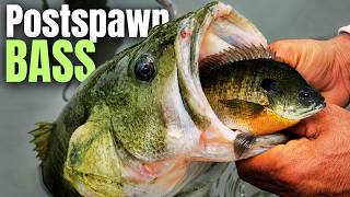 I Wish I Knew This GIANT BASS Pattern Years Ago
