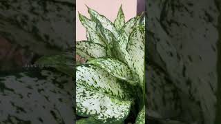 Aglaonema plant care